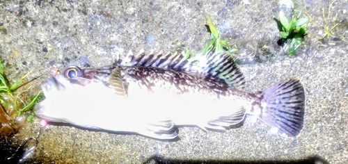 クロソイの釣果