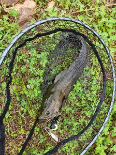 ライギョの釣果