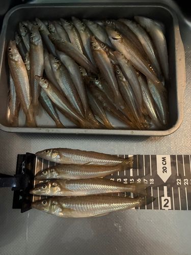 シロギスの釣果