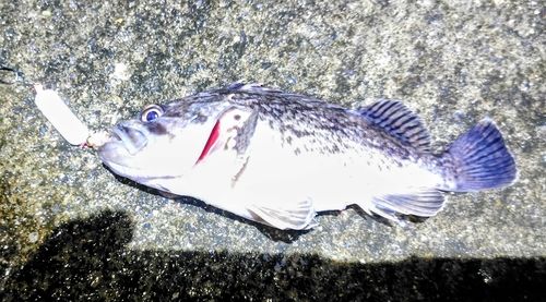 クロソイの釣果