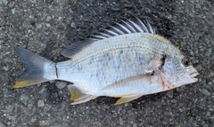 キチヌの釣果