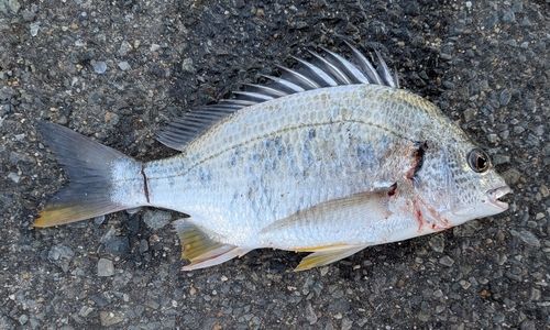 キチヌの釣果
