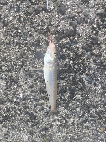 キスの釣果