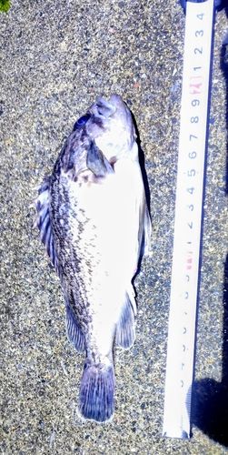 クロソイの釣果