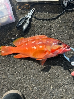 アカハタの釣果