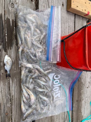 ハゼの釣果