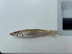 シロギスの釣果