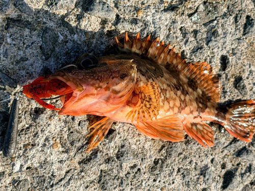 アラカブの釣果