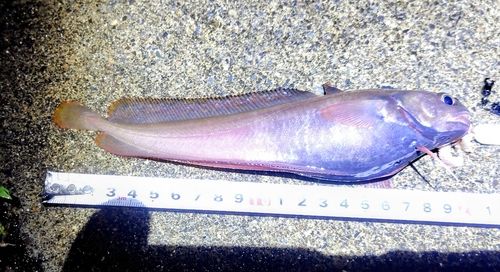 ドンコの釣果