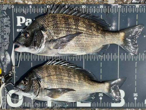 チヌの釣果