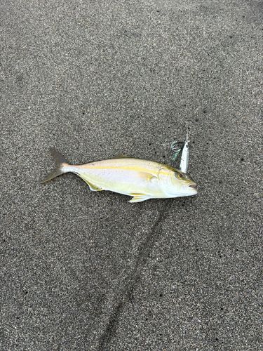 ショゴの釣果