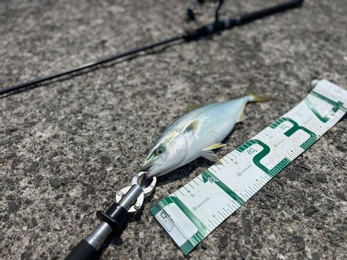 イナダの釣果
