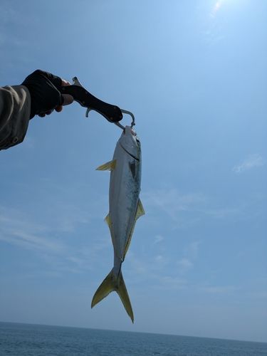 イナダの釣果