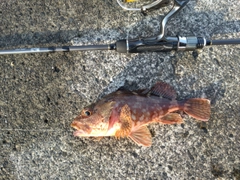 カサゴの釣果