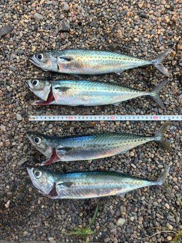 サバの釣果