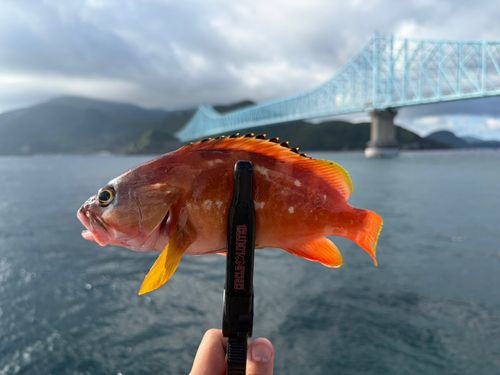 アカハタの釣果