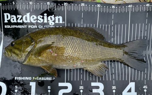 スモールマウスバスの釣果
