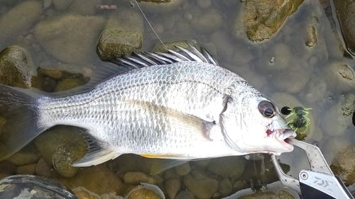 キビレの釣果