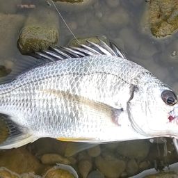 1C✰1N さんの 2026年08月01日のキビレの釣り・釣果情報(高知県