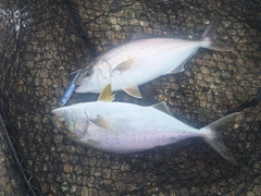 ショゴの釣果
