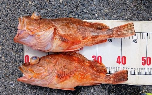ウッカリカサゴの釣果