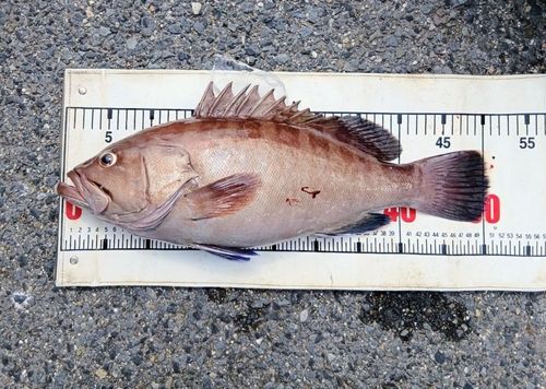 マハタの釣果