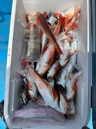 ホウボウの釣果