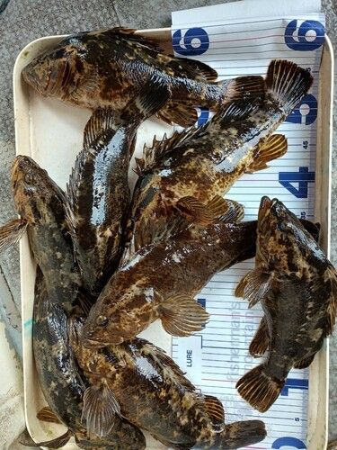 ベッコウゾイの釣果