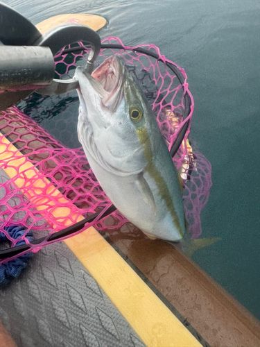ワカシの釣果