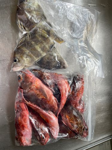 セトダイの釣果