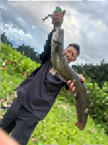 ナマズの釣果