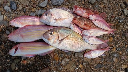 マダイの釣果