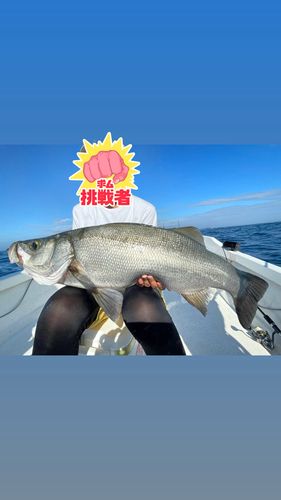 ヒラスズキの釣果