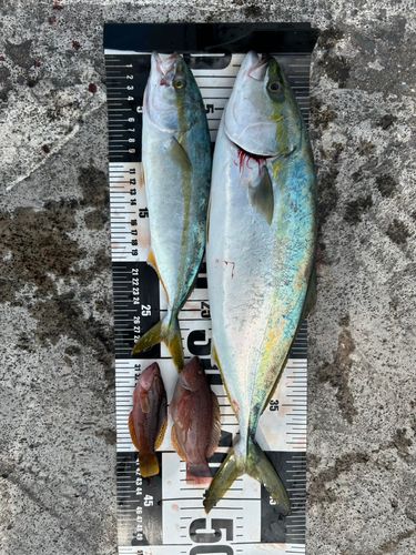 イナダの釣果
