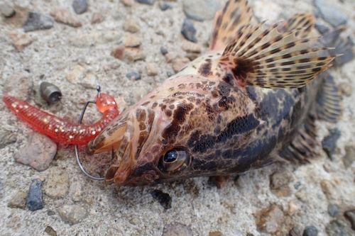 タケノコメバルの釣果