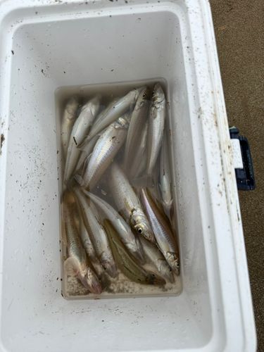 キスの釣果