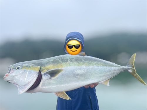 ワラサの釣果