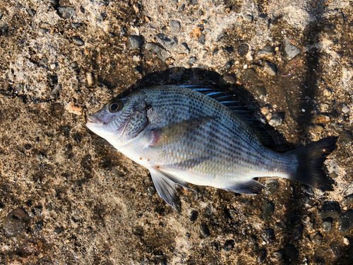 クロダイの釣果