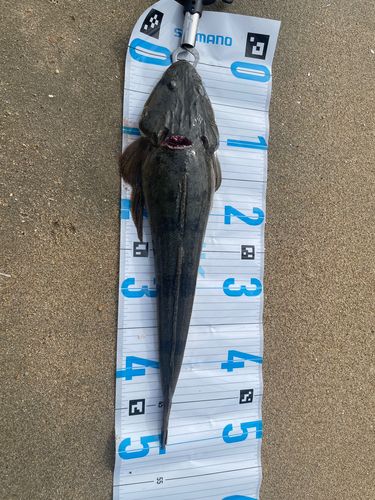 マゴチの釣果