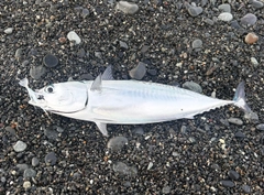 マルソウダの釣果