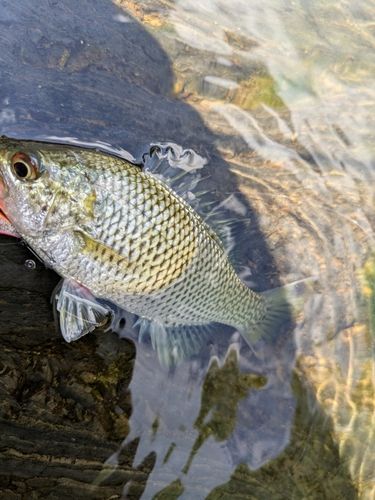 オオクチユゴイの釣果