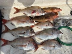 マダイの釣果