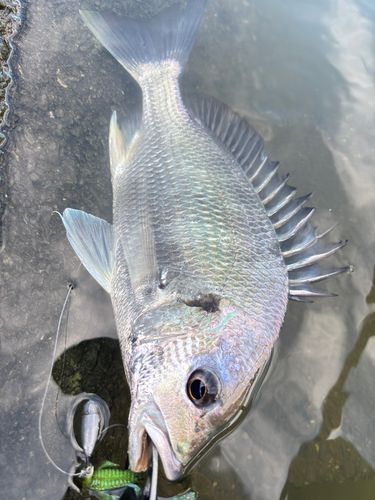 キビレの釣果