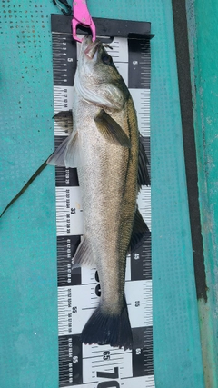 シーバスの釣果