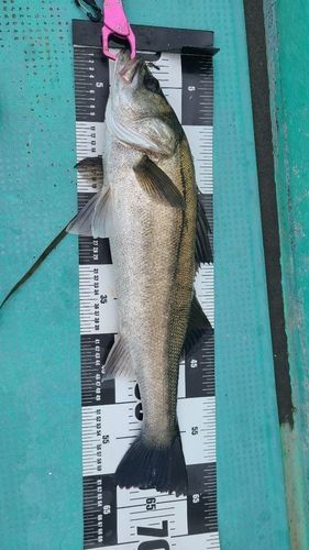 シーバスの釣果
