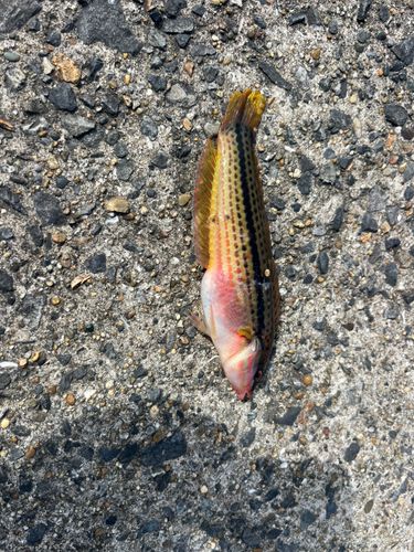 キュウセンの釣果
