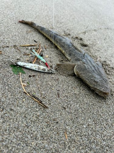 マゴチの釣果