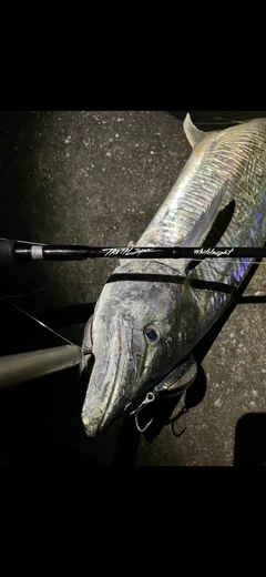 サワラの釣果