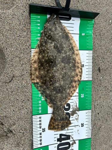ソゲの釣果