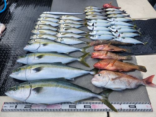 ハマチの釣果